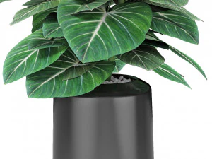 plant in pot flowerpot exotic plant 3D Model