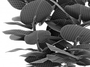 plant in pot flowerpot exotic plant Modelo 3D