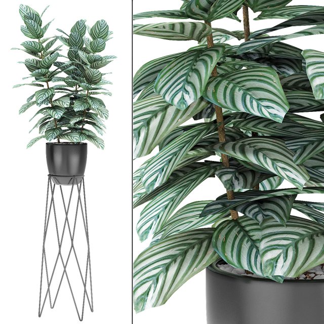 plant in pot flowerpot exotic plant 3D 模型 .c4d .max .obj .3ds .fbx .stl .blend 