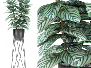 냄비에 식물 화분 이국적인 식물 3D 모델