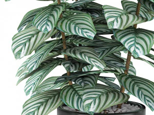 plant in pot flowerpot exotic plant 3D Model