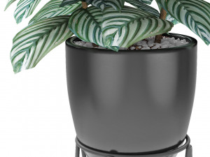 plant in pot flowerpot exotic plant 3D 模型