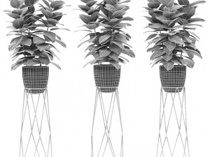 plant in pot flowerpot exotic plant 3D 模型