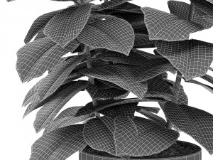 plant in pot flowerpot exotic plant 3D Model