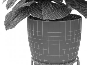 plant in pot flowerpot exotic plant 3D Model