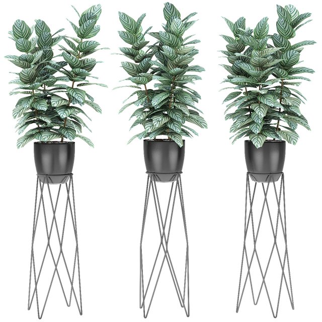 plant in pot flowerpot exotic plant 3D मॉडल .c4d .max .obj .3ds .fbx .stl .blend 