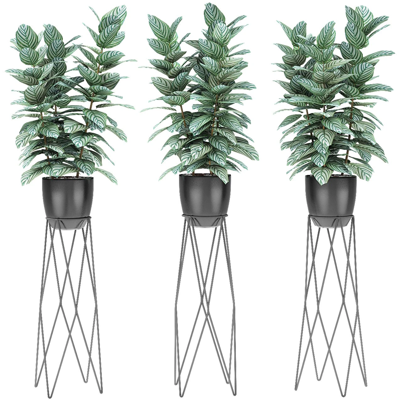 plant in pot flowerpot exotic plant 3D Model .c4d .max .obj .3ds .fbx .stl .blend 