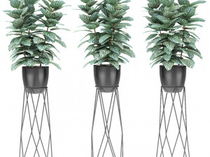 plant in pot flowerpot exotic plant 3D 모델