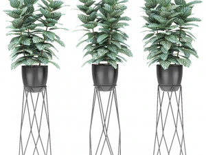 tanam di pot bunga tanaman eksotik Model 3D