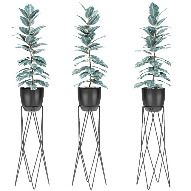 plant in pot flowerpot exotic plant 3D Model .c4d .max .obj .3ds .fbx .stl .blend