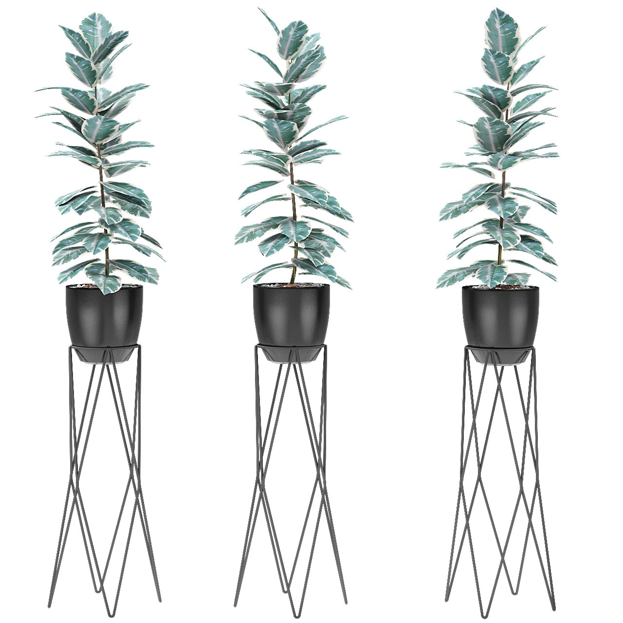 plant in pot flowerpot exotic plant 3D Model .c4d .max .obj .3ds .fbx .stl .blend