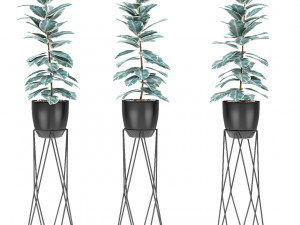 plant in pot flowerpot exotic plant 3D Модель
