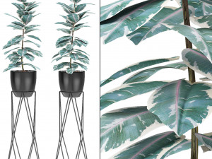 plant in pot flowerpot exotic plant 3D Model
