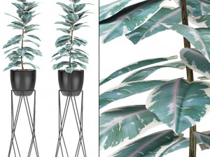plant in pot flowerpot exotic plant 3D Model