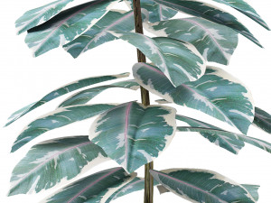 plant in pot flowerpot exotic plant 3D Model
