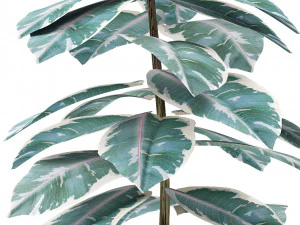 plant in pot flowerpot exotic plant 3D Model