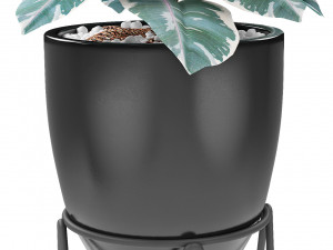 plant in pot flowerpot exotic plant 3D Model
