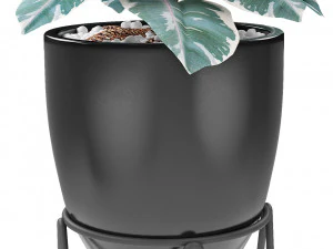 plant in pot flowerpot exotic plant 3D Model