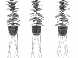 plant in pot flowerpot exotic plant 3D Model