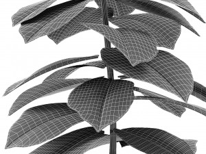 plant in pot flowerpot exotic plant 3D Model