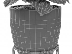 plant in pot flowerpot exotic plant 3D Model