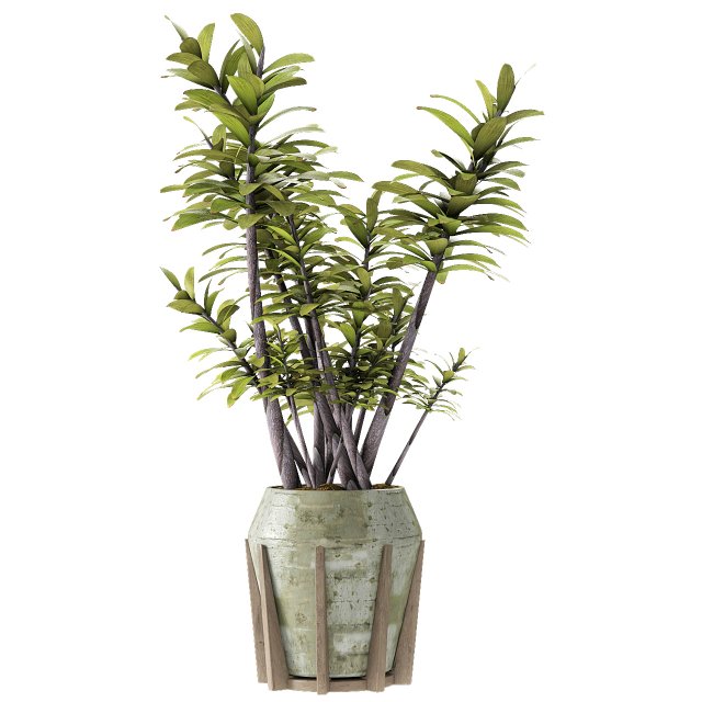 plant in pot flowerpot exotic plant 3D 모델 .c4d .max .obj .3ds .fbx .stl .blend 