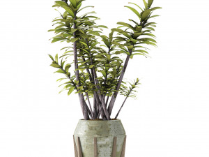 plant in pot flowerpot exotic plant 3D Model