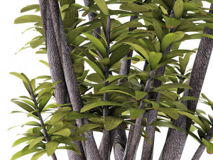 plant in pot flowerpot exotic plant 3D 모델