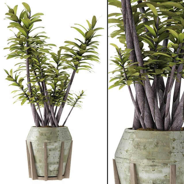plant in pot flowerpot exotic plant 3D 模型 .c4d .max .obj .3ds .fbx .stl .blend 