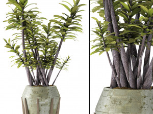 plant in pot flowerpot exotic plant 3D Model
