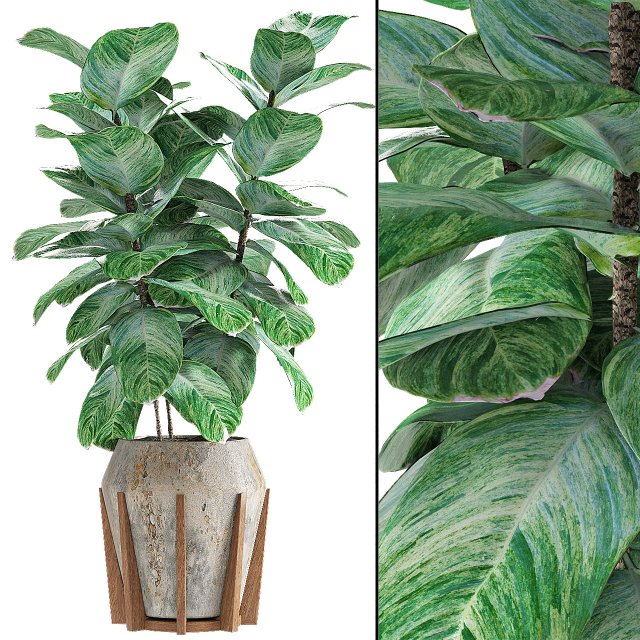 plant in pot flowerpot exotic plant Modèle 3D .c4d .max .obj .3ds .fbx .stl .blend 