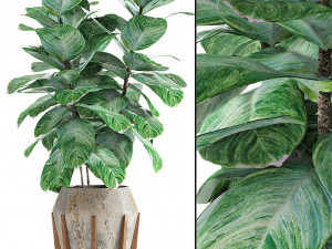 plant in pot flowerpot exotic plant Modèle 3D