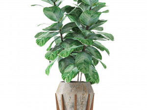 plant in pot flowerpot exotic plant Modèle 3D