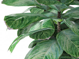 plant in pot flowerpot exotic plant Modèle 3D