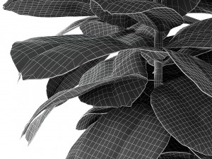 plant in pot flowerpot exotic plant Modèle 3D