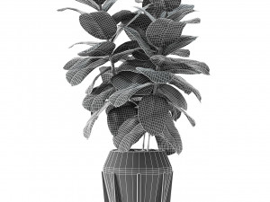plant in pot flowerpot exotic plant Model 3D