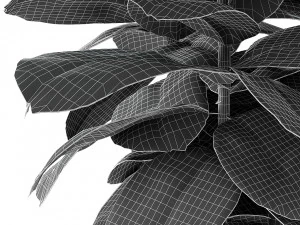 plant in pot flowerpot exotic plant 3D Model