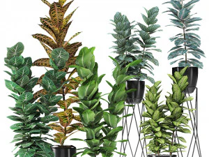 plant in pot flowerpot exotic plant Modello 3D