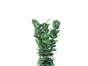 plant in pot flowerpot exotic plant 3D Model