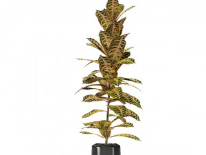 plant in pot flowerpot exotic plant 3D Model