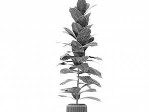 plant in pot flowerpot exotic plant Modèle 3D