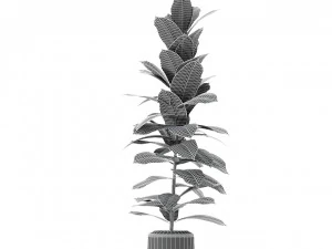 plant in pot flowerpot exotic plant 3D Model
