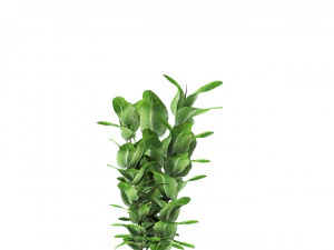 plant in pot flowerpot exotic plant 3D Model