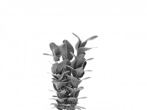 plant in pot flowerpot exotic plant 3D Model