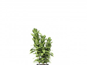 plant in pot flowerpot exotic plant Modèle 3D