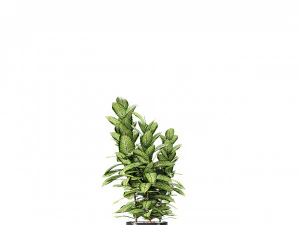 plant in pot flowerpot exotic plant 3D Model