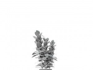 plant in pot flowerpot exotic plant Modèle 3D