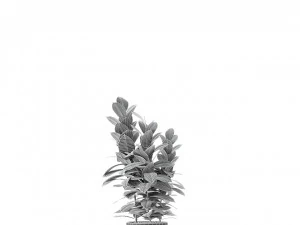 plant in pot flowerpot exotic plant 3D Model