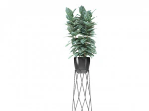 plant in pot flowerpot exotic plant 3D Model