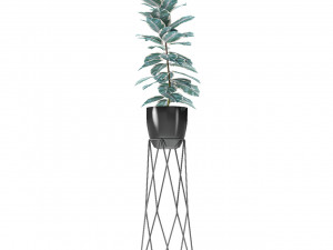 plant in pot flowerpot exotic plant Modèle 3D